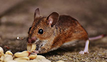 24 Hour & Emergency Exterminators in Knoxville, GA